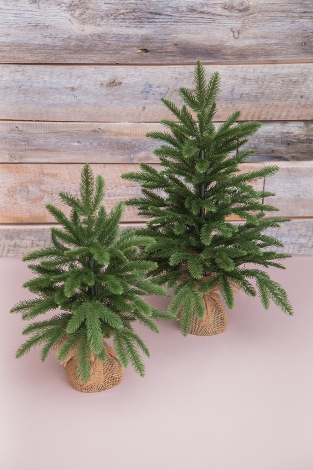 Ель в мешочке 45см Edelman B.V. Чемберлен зеленая