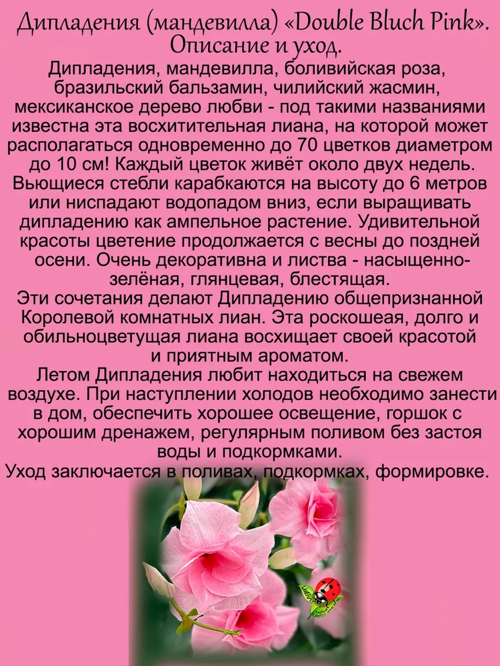 Дипладения Махровая Розовая Мандевила