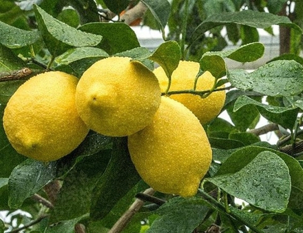 Лимон Фемминелло Каррубаро Citrus limon Femminello Carrubaro
