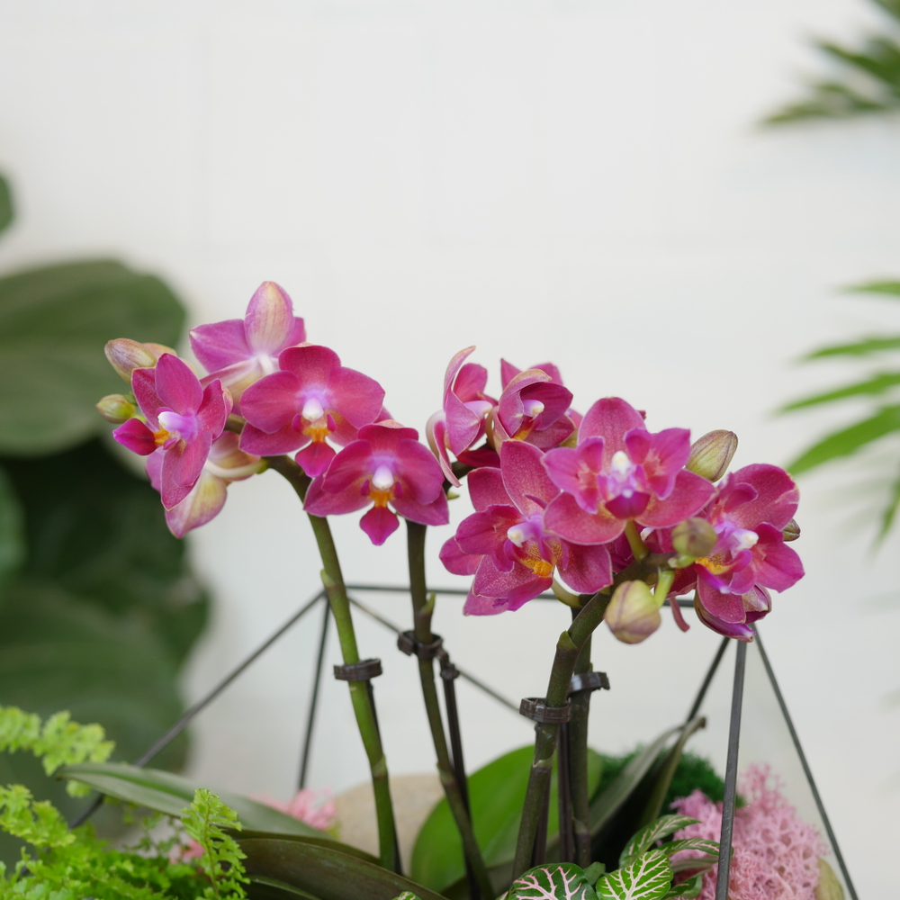 Готовый флорариум с лиловой орхидеей Икос