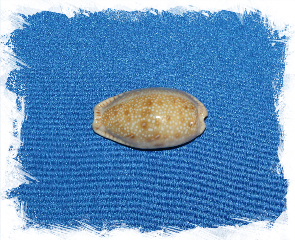 Разъеденная каури (cypraea erosa)