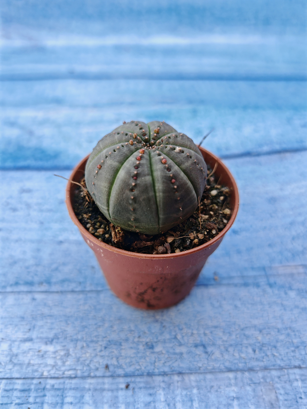 Euphorbia Obesa (Эуфорбия)