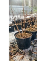 Гортензия метельчатая Пинк энд Роуз 10 л