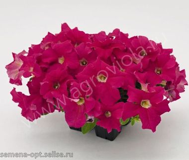 S60127 Петуния кустовая Grandiflora Succes!360* Deep Pink 10шт.