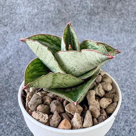 Сансевиерия LIZA