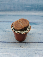 Lithops sp. (Литопсы)