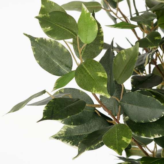 Фикус Бенжамина высота 160 см, кустистый