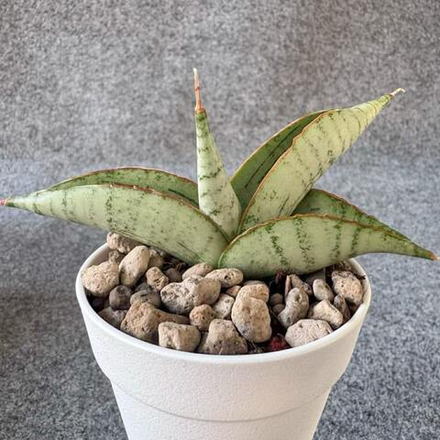 Сансевиерия WHITE RHINO