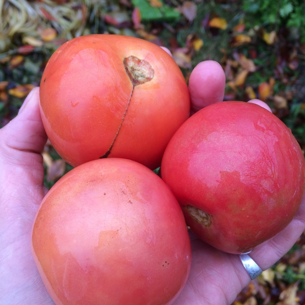 Помидоры соленые броженые бочковые