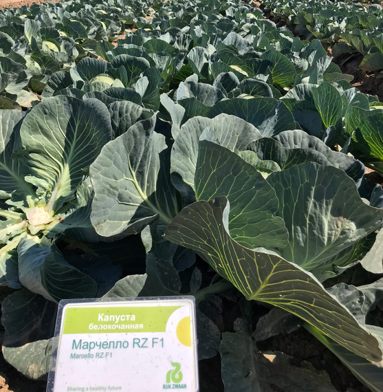 Марчелло F1 семена капусты белокочанной – фото 6