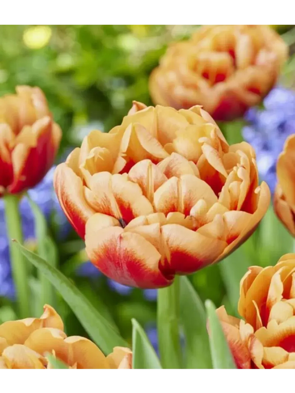 Тюльпаны Congo 4 шт, набор луковиц