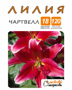 Лилия Луковица, Чартвелл, 1 шт