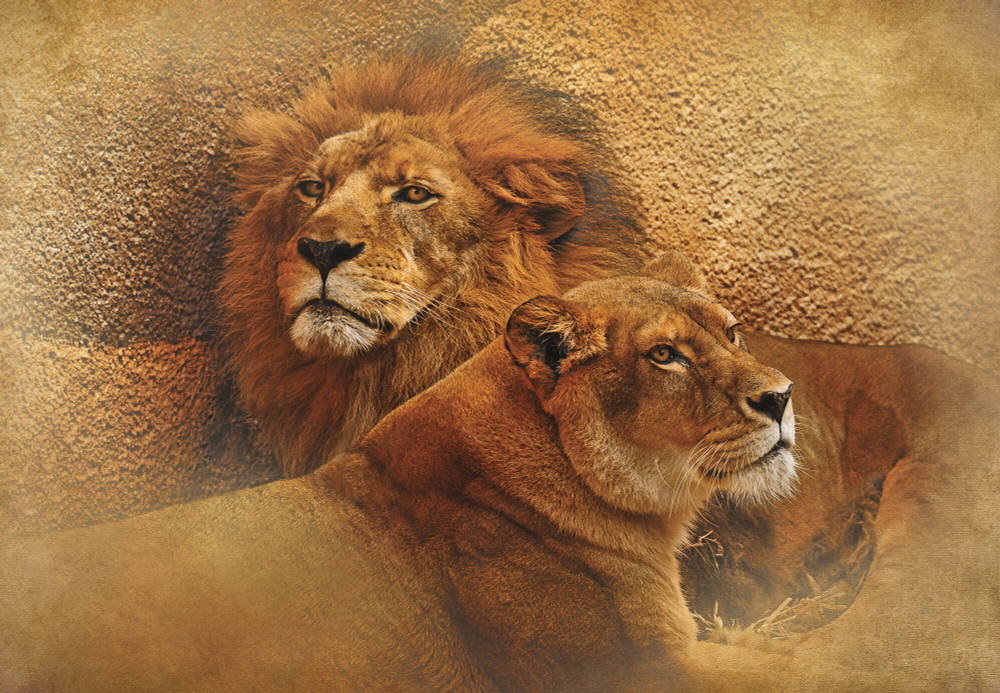 Коллекция Животные