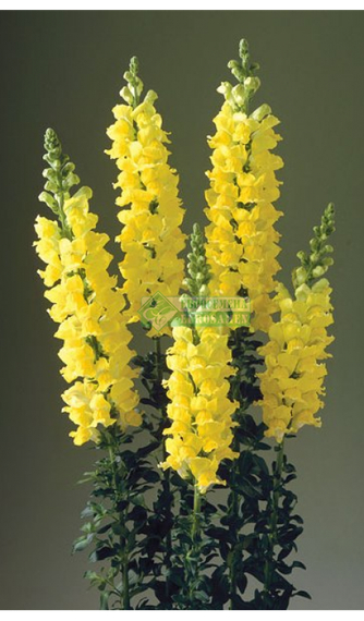 Антирринум (Львиный зев) LEGEND F1 YELLOW