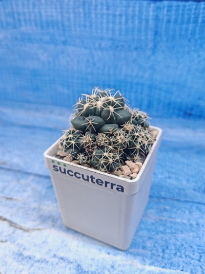 Coryphantha Andreae (Корифанта)