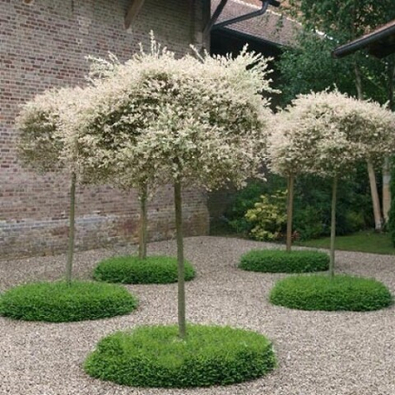 Ива "Hakuro Nishiki штамбовая"