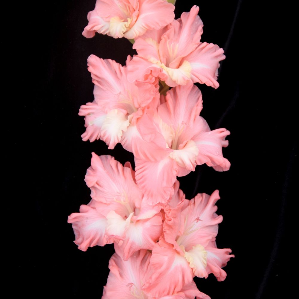Гладиолус крупноцветковый Дезана