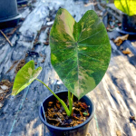 Колоказия CRINE