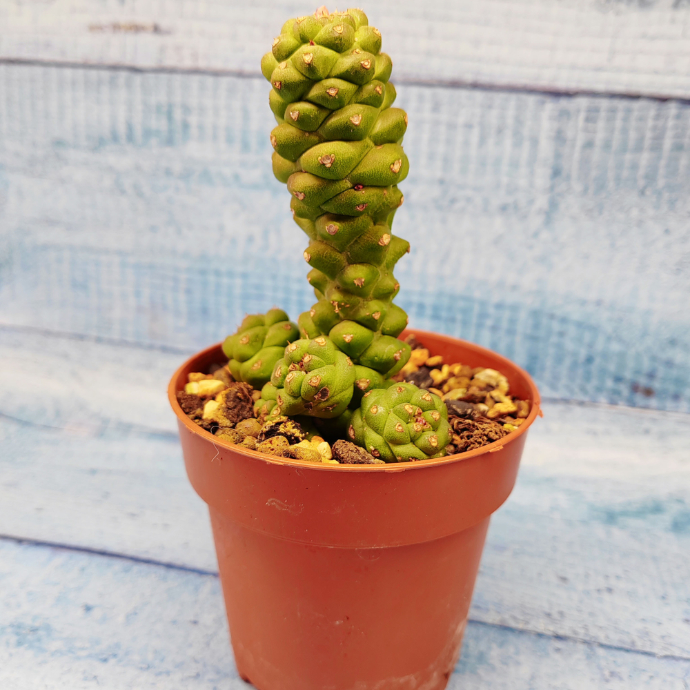 Monadenium ritchiei (Монадениум)
