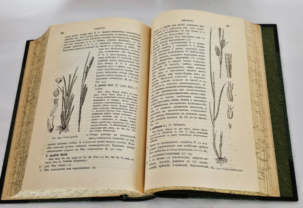 "Флора Средней России. Иллюстрированное руководство к определению среднерусских семенных и сосудистых споровых растений". П.Ф. Маевский, доп. Д.И. Литвиновым. 1917 г.