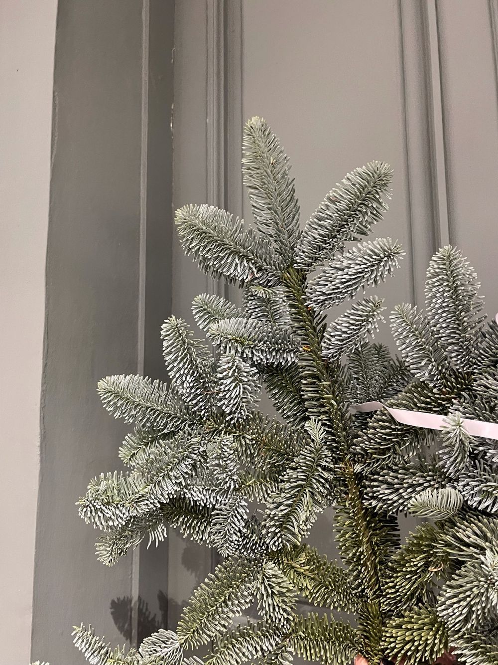 Нобилис - 1 ветка