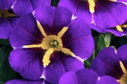 КАЛИБРАХОА