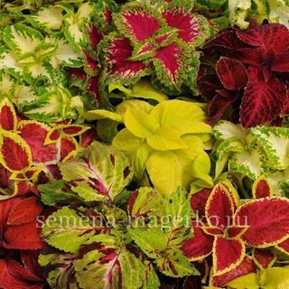 Колеус гибридный  Визард Микс 100 семян