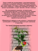 Рябина Мичуринская Десертная