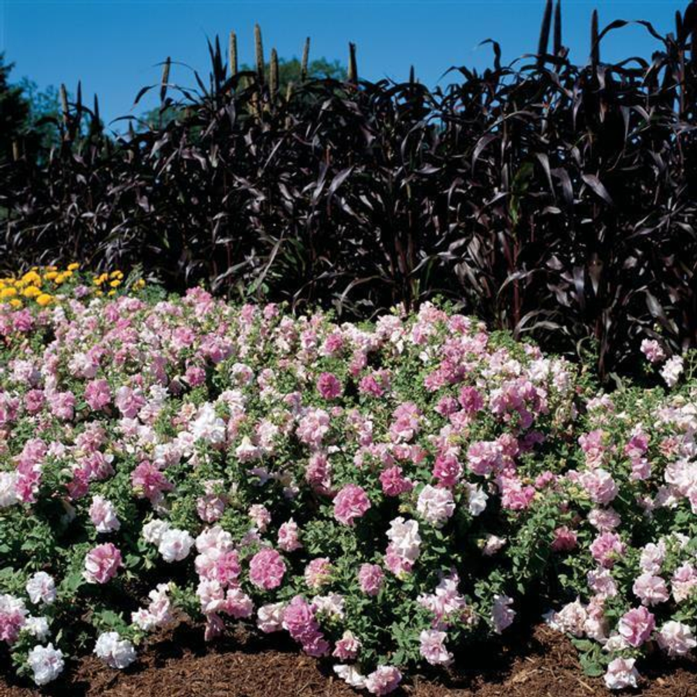 Петуния махровая Дабл Каскад Орхид Мист (50др) Витагрин Профи