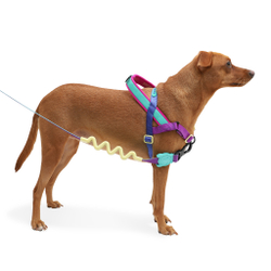 Амортизирующий поводок SHOCKWAVE RUFF 120 см Zee.Dog