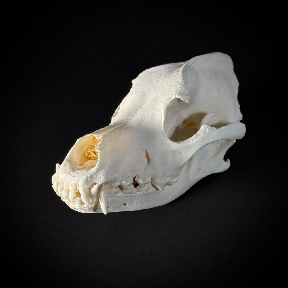 Череп собаки