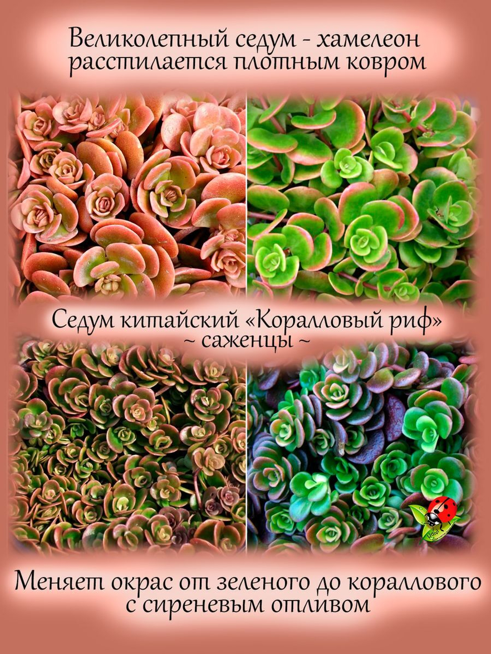 Седум Коралловый риф очиток яркий многолетник