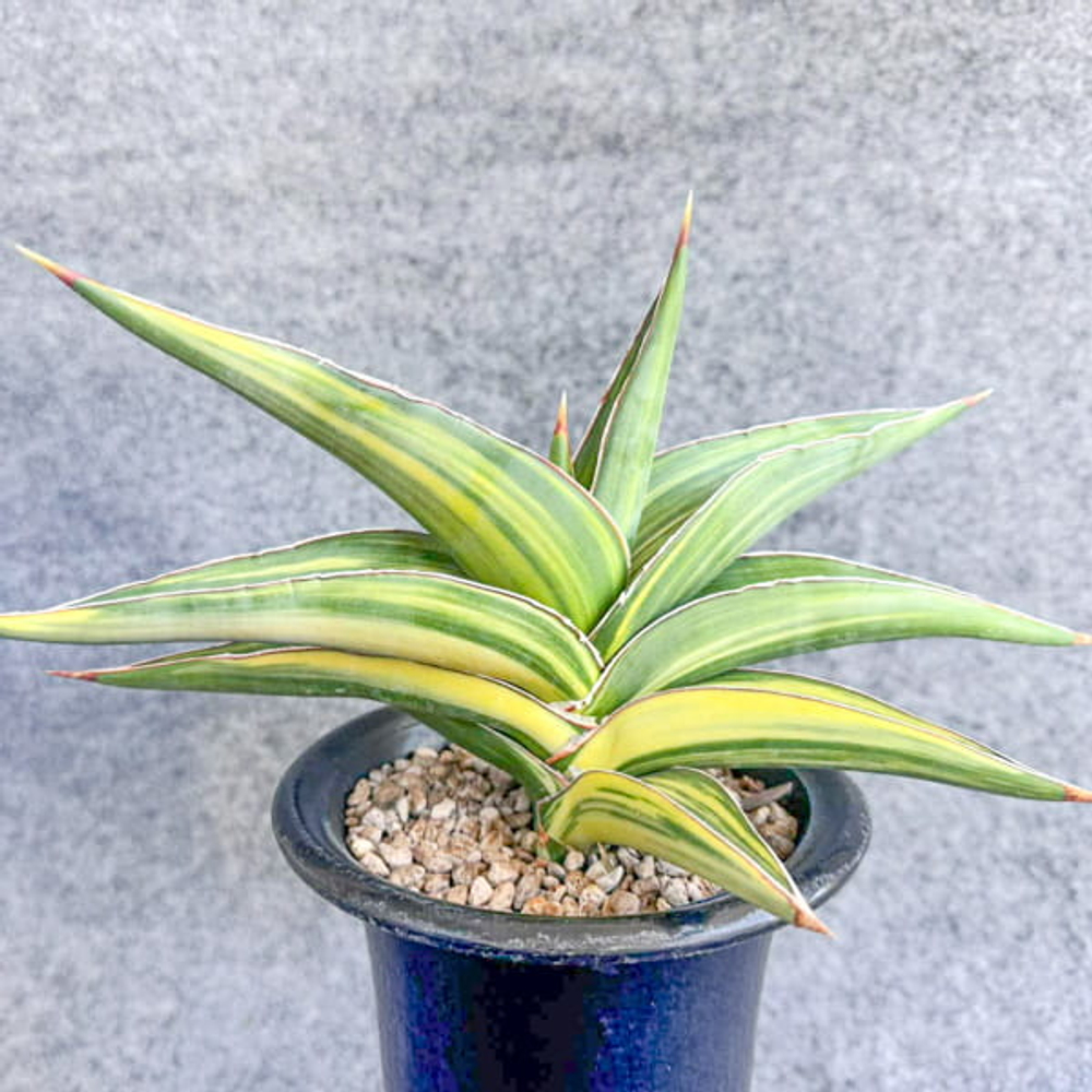 Сансевиерия POWELLII VAR s.L