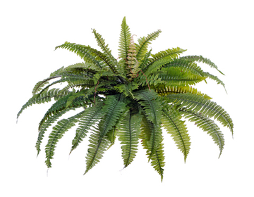 Папоротник Бостон