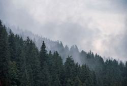 Коллекция Лес