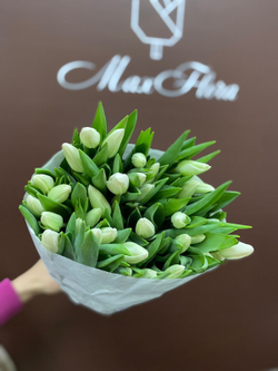 51 Тюльпан 8 Марта М-66