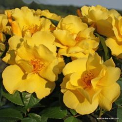 Лемон Физ (Lemon Fizz)