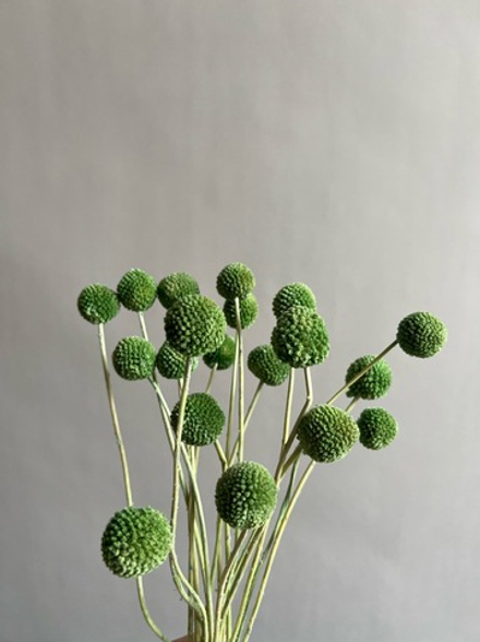 Краспедия стабилизированная зеленая (упак 20 шт)