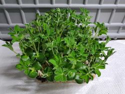 Люпин семена