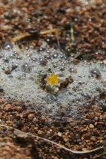 Кольцо Искра