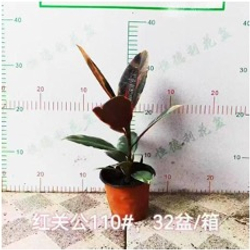 Фикус Flower Kong д.11