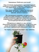 Хедера Сагиттефолия плющ