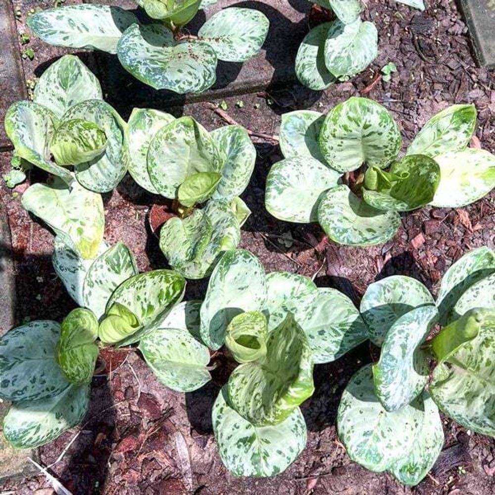 Аглаонема WOODY / DONATELLO