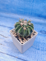 Ferocactus Latispinus (Ферокактус)