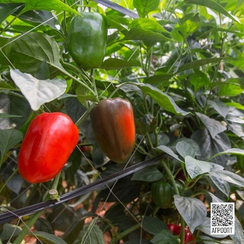 Трироссо F1 семена перца сладкого (Rijk Zwaan / Райк Цваан)