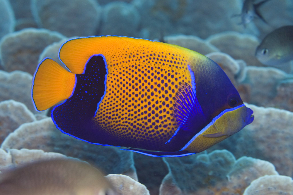 Ангел Наварры неоновый (Pomacanthus navarchus)