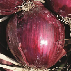 Прометей семена лука репчатого (Гавриш)