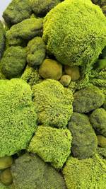 Коврик мха на тканевой основе 1*2м