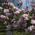 Магнолия Суланжа Александрина С7,5 90-110