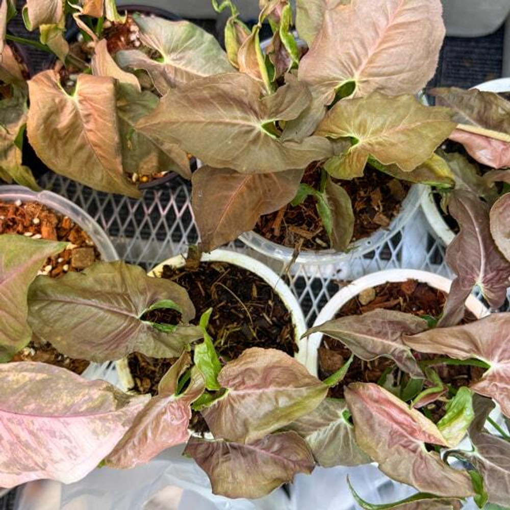 Сингониум CHOCOLATE WHITE VEIN